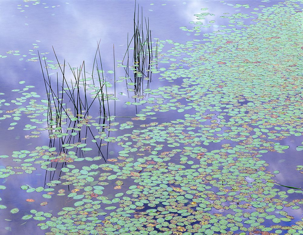 Damselfly and Lily Pads art print by Jim Becia for $57.95 CAD