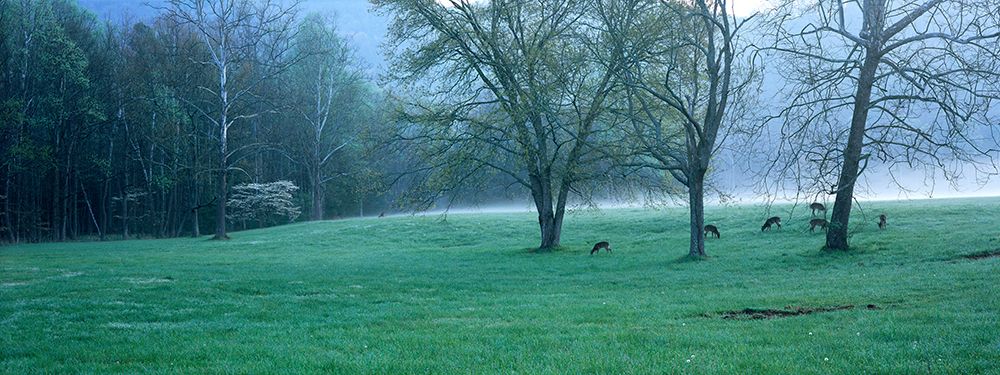 Foggy Morning and Deer art print by Jim Becia for $57.95 CAD
