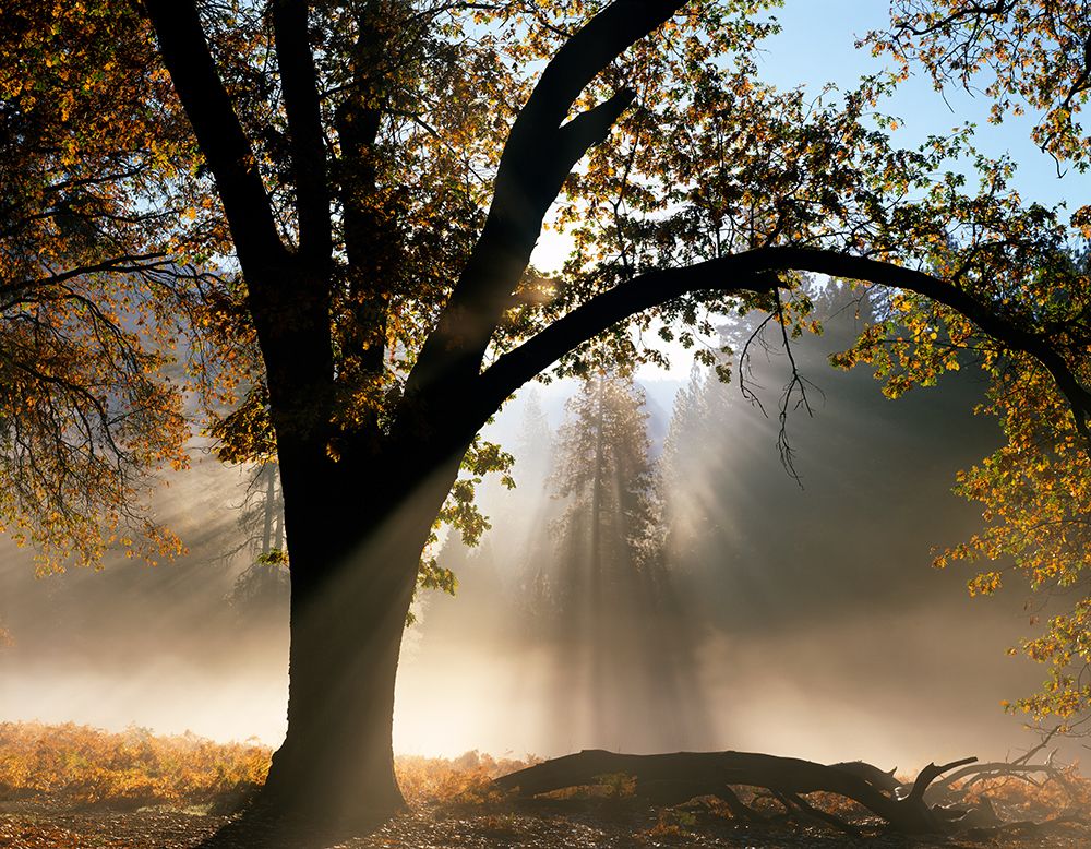 Sunrays Through the Fog art print by Jim Becia for $57.95 CAD