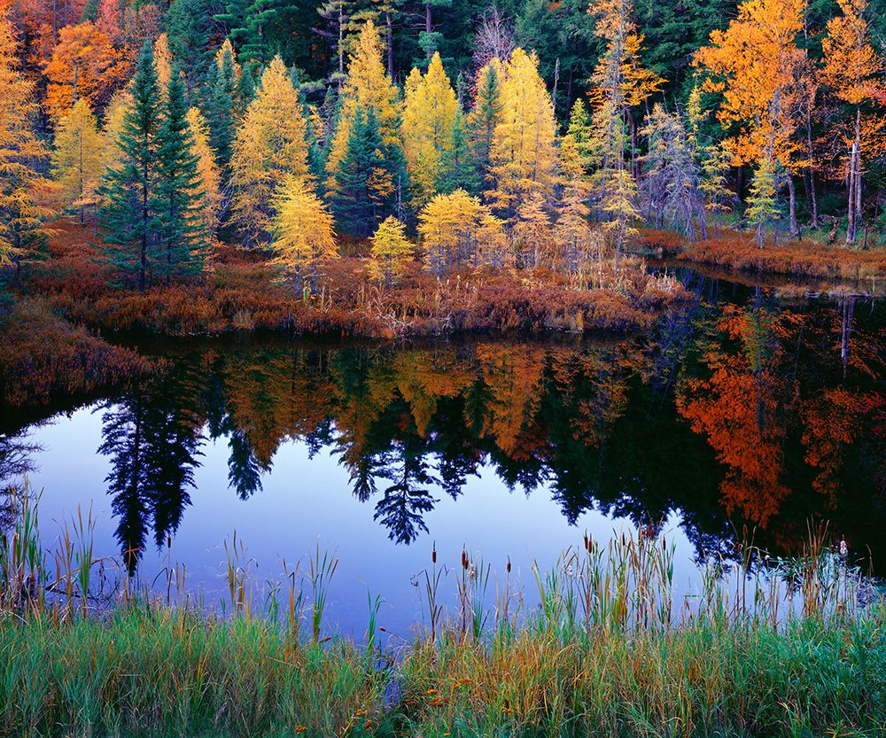 Tamarack Reflections art print by Jim Becia for $57.95 CAD