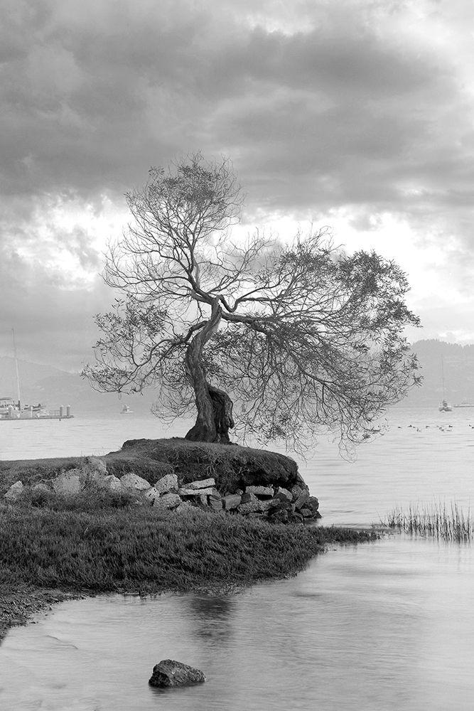 Coastal Oak Series No. 1 art print by Alan Blaustein for $57.95 CAD