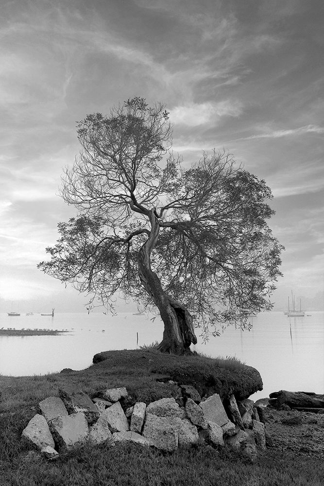 Coastal Oak Series No. 2 art print by Alan Blaustein for $57.95 CAD