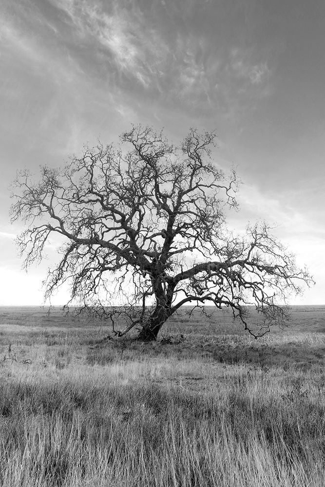 Coastal Oak Series No. 12 art print by Alan Blaustein for $57.95 CAD