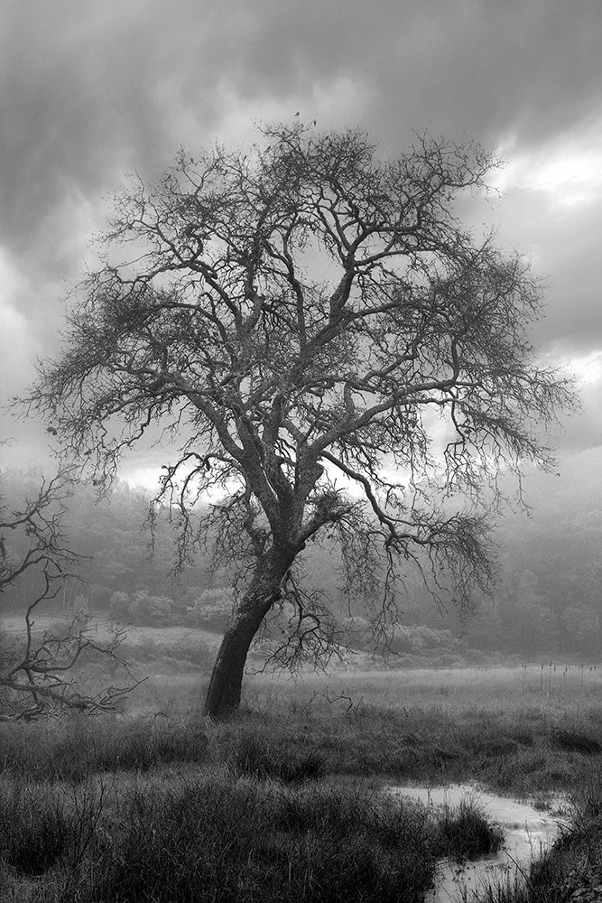 Coastal Oak Series No. 13 art print by Alan Blaustein for $57.95 CAD
