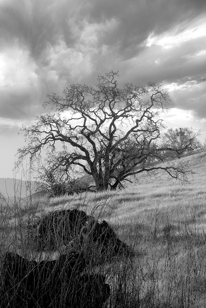 Coastal Oak Series No. 16 art print by Alan Blaustein for $57.95 CAD