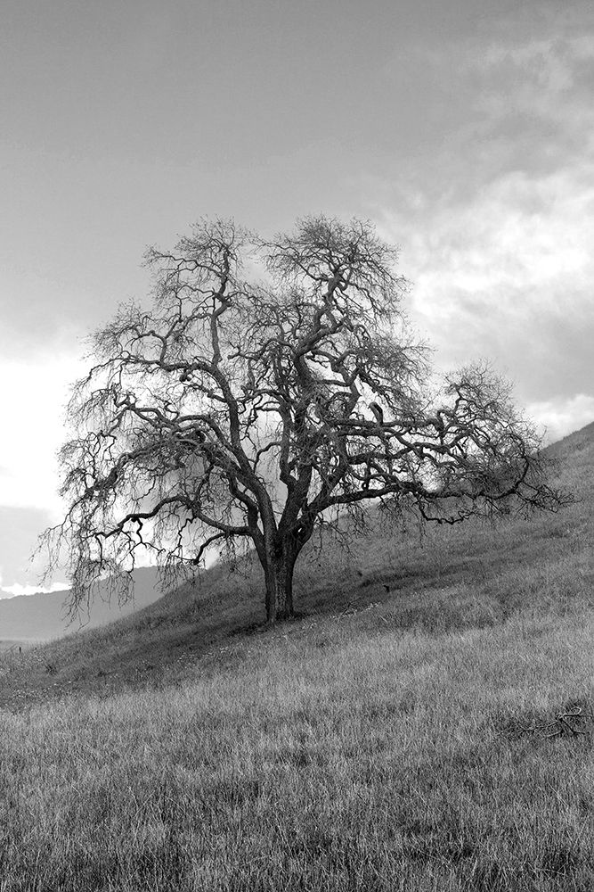 Coastal Oak Series No. 17 art print by Alan Blaustein for $57.95 CAD
