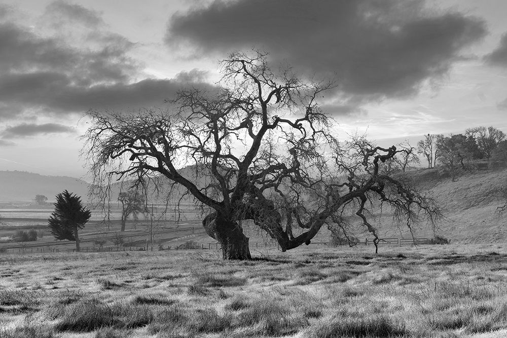 Coastal Oak Series No. 46 art print by Alan Blaustein for $57.95 CAD