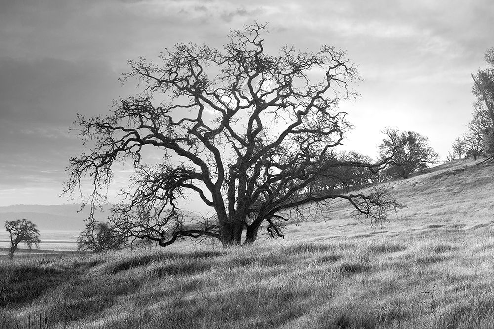Coastal Oak Series No. 47 art print by Alan Blaustein for $57.95 CAD