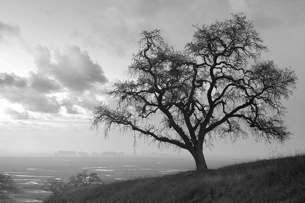 Coastal Oak Series No. 48 art print by Alan Blaustein for $57.95 CAD