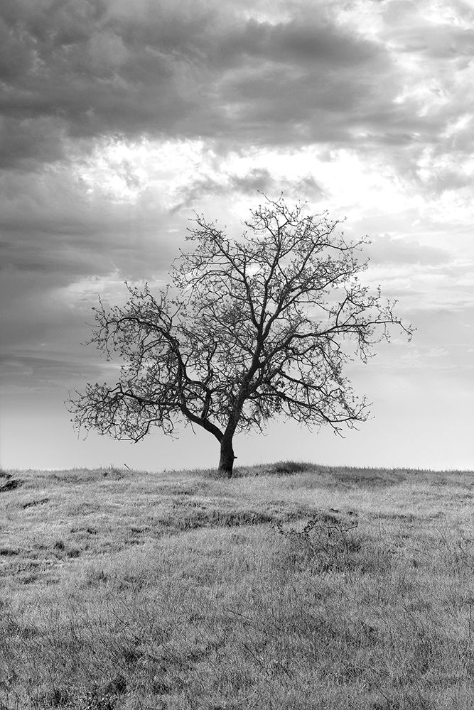 Coastal Oak Series No. 23 art print by Alan Blaustein for $57.95 CAD
