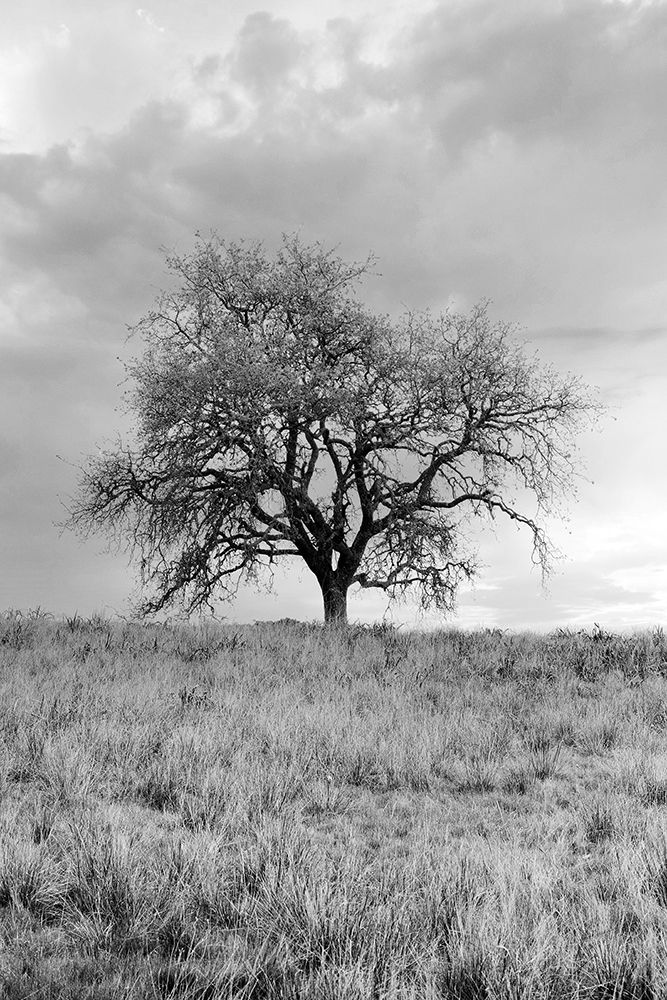 Coastal Oak Series No. 26 art print by Alan Blaustein for $57.95 CAD