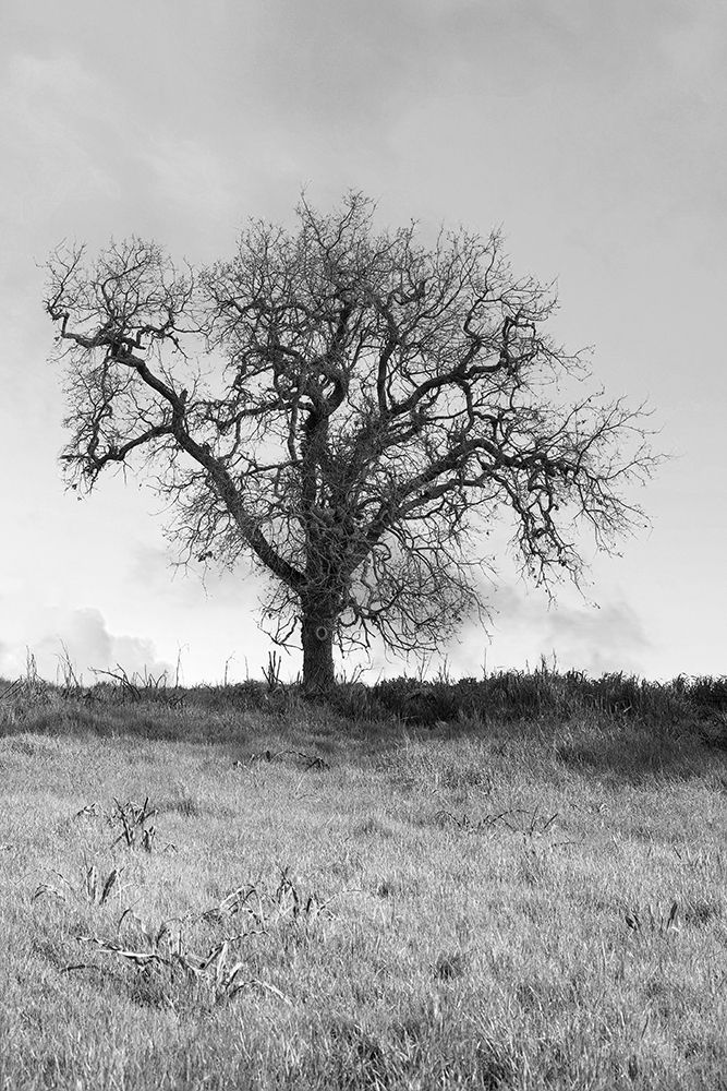 Coastal Oak Series No. 30 art print by Alan Blaustein for $57.95 CAD
