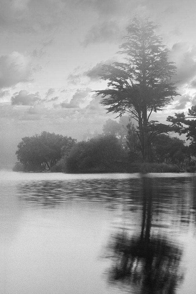 Coastal Oak Series No. 34 art print by Alan Blaustein for $57.95 CAD