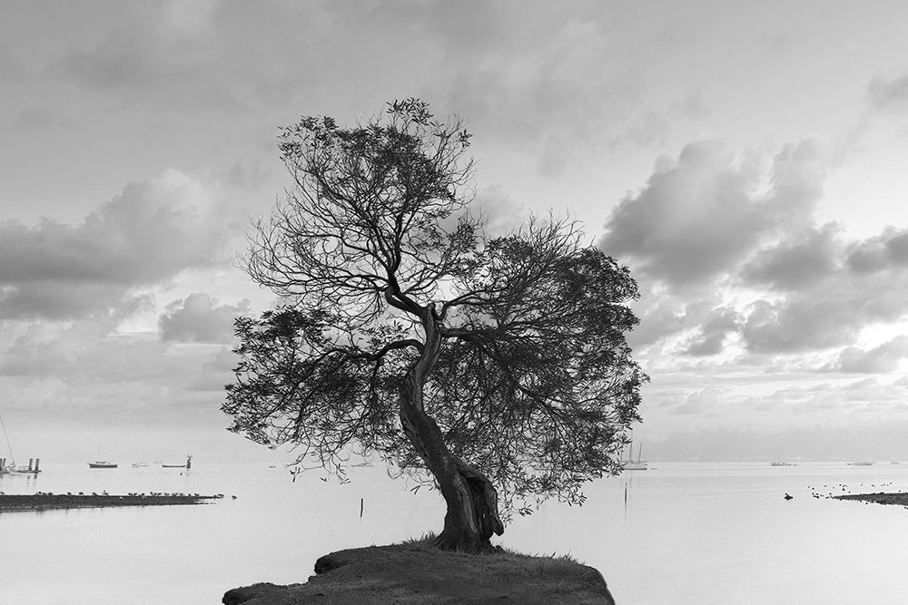 Coastal Oak Series No. 36 art print by Alan Blaustein for $57.95 CAD