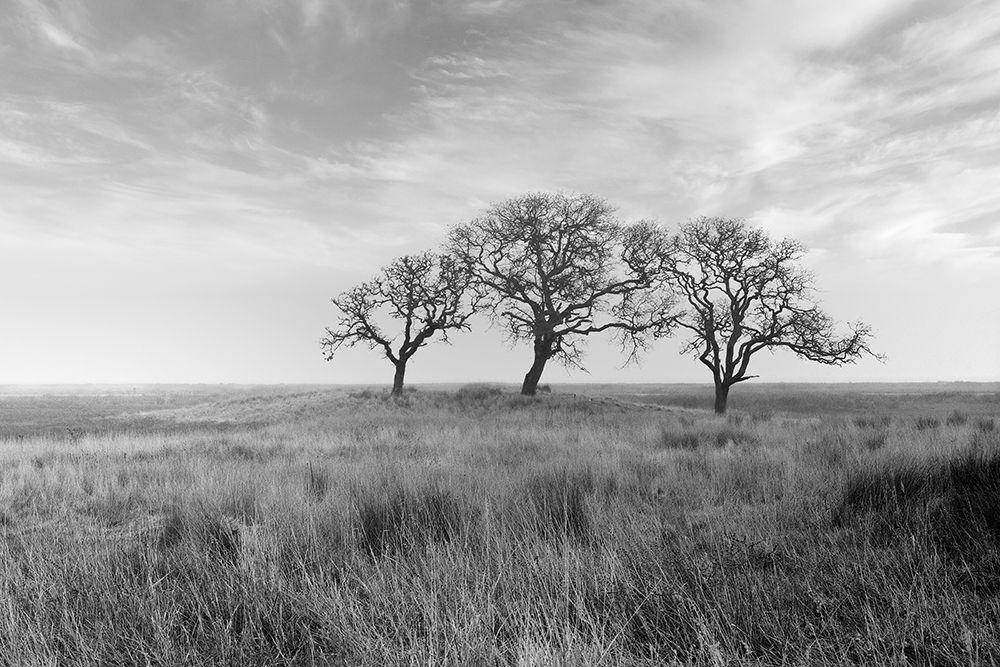 Coastal Oak Series No. 40 art print by Alan Blaustein for $57.95 CAD