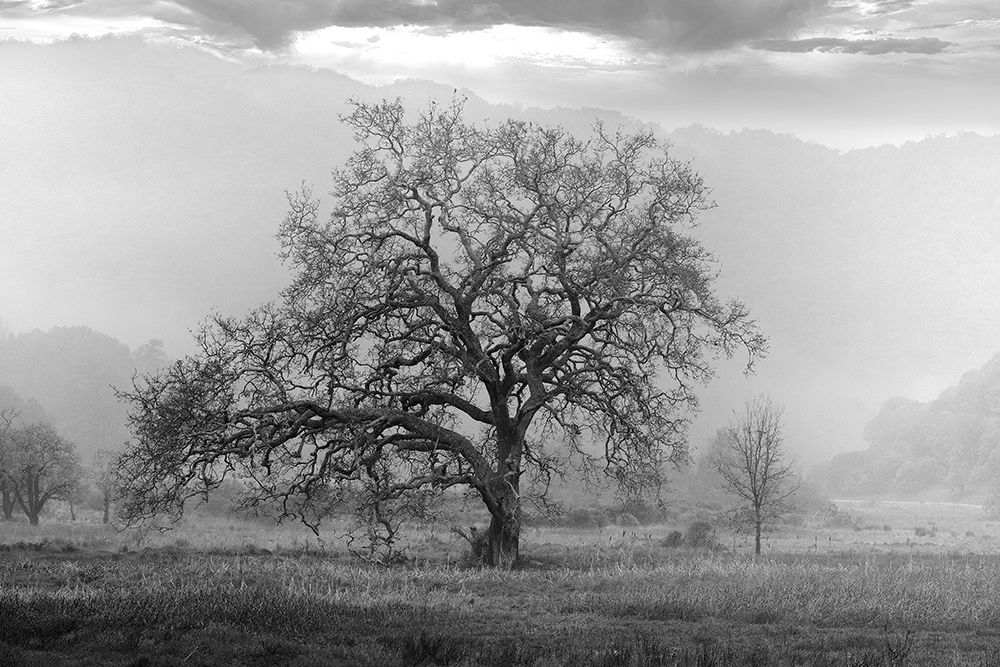 Coastal Oak Series No. 41 art print by Alan Blaustein for $57.95 CAD