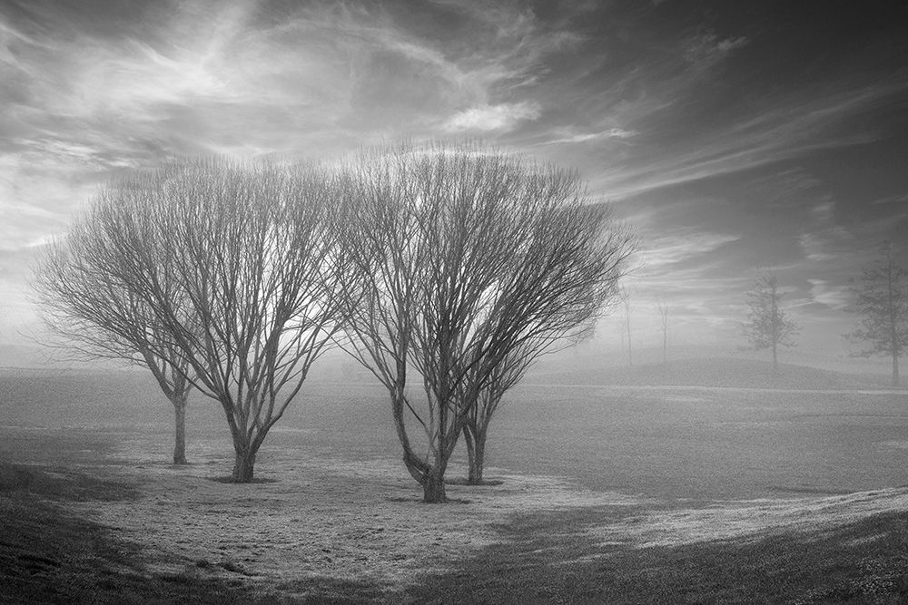 Coastal Oak Series No. 42 art print by Alan Blaustein for $57.95 CAD