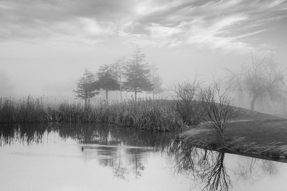 Coastal Oak Series No. 43 art print by Alan Blaustein for $57.95 CAD