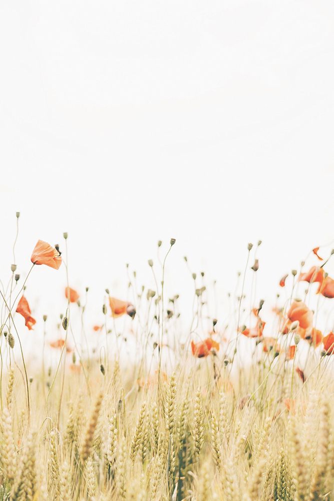 Poppy 2 art print by Krista Broadway for $57.95 CAD