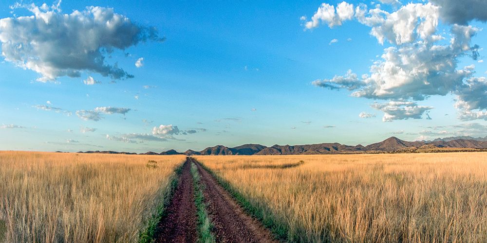 Country Road Panorama art print by Murray Bolesta for $57.95 CAD
