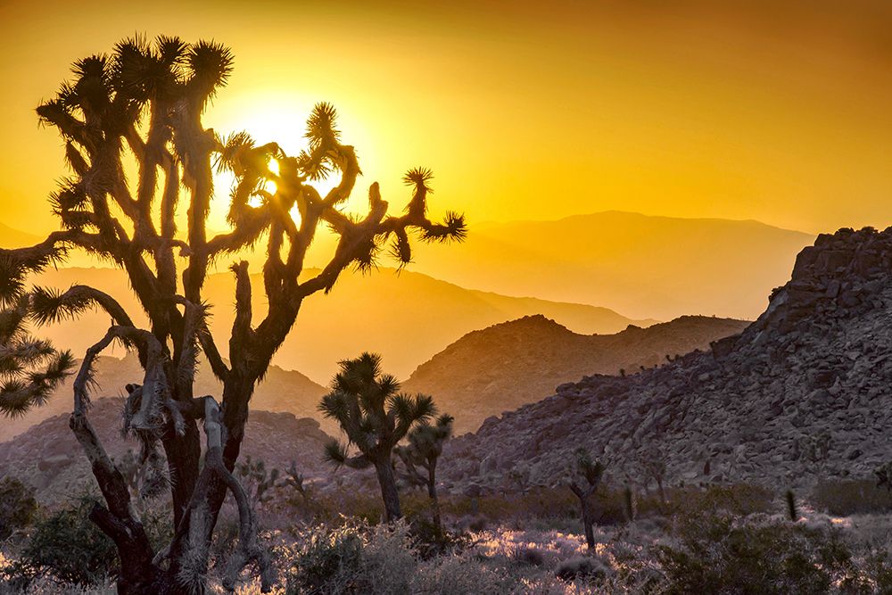 Joshua Tree No. 5 art print by Murray Bolesta for $57.95 CAD