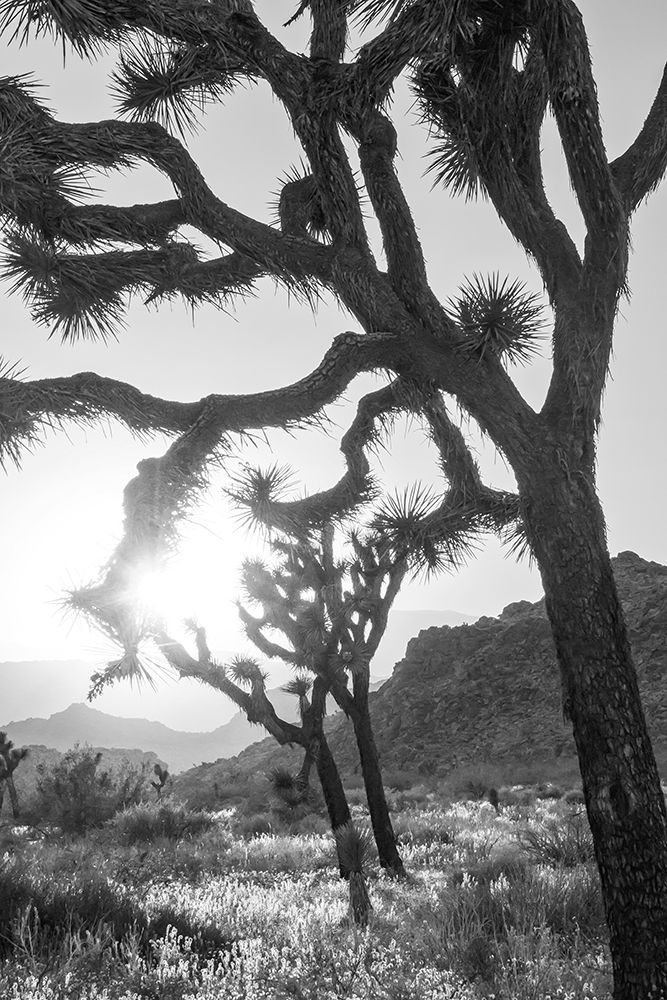 Joshua Tree No. 6 art print by Murray Bolesta for $57.95 CAD