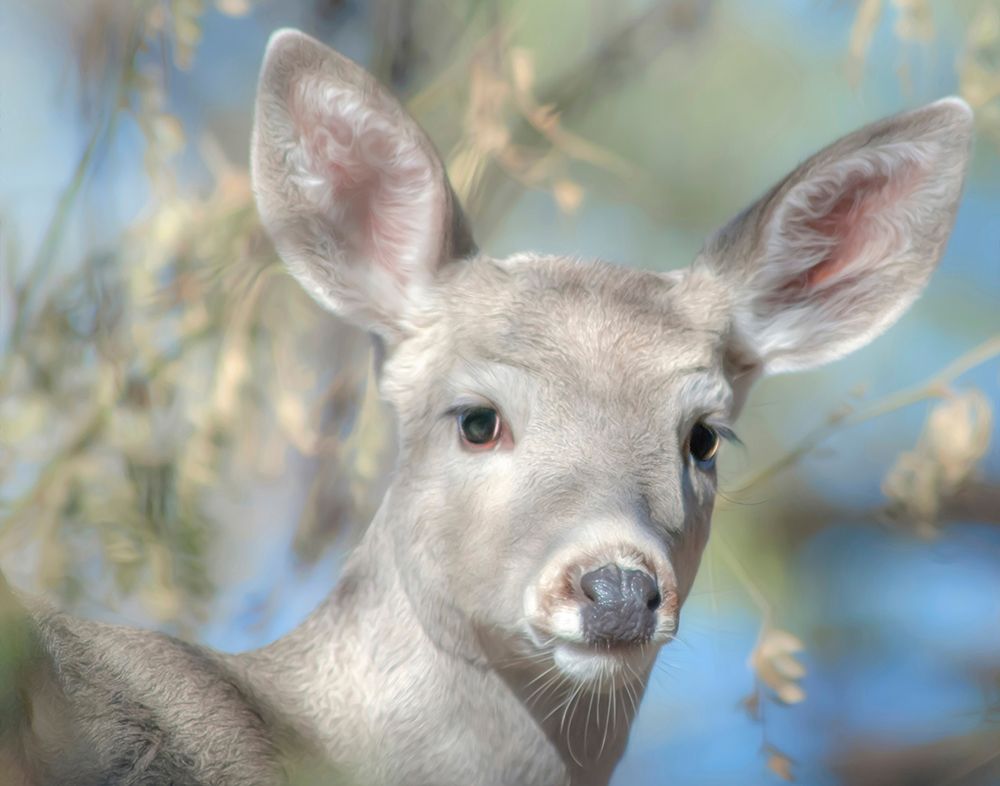Pretty Doe No. 2 art print by Murray Bolesta for $57.95 CAD