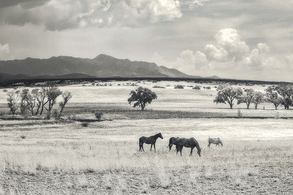 Ranchland 9 a art print by Murray Bolesta for $57.95 CAD