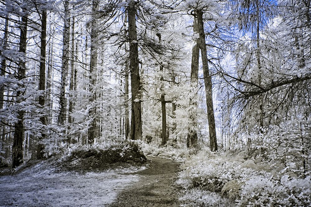 Forest Trail art print by Chuck Burdick for $57.95 CAD