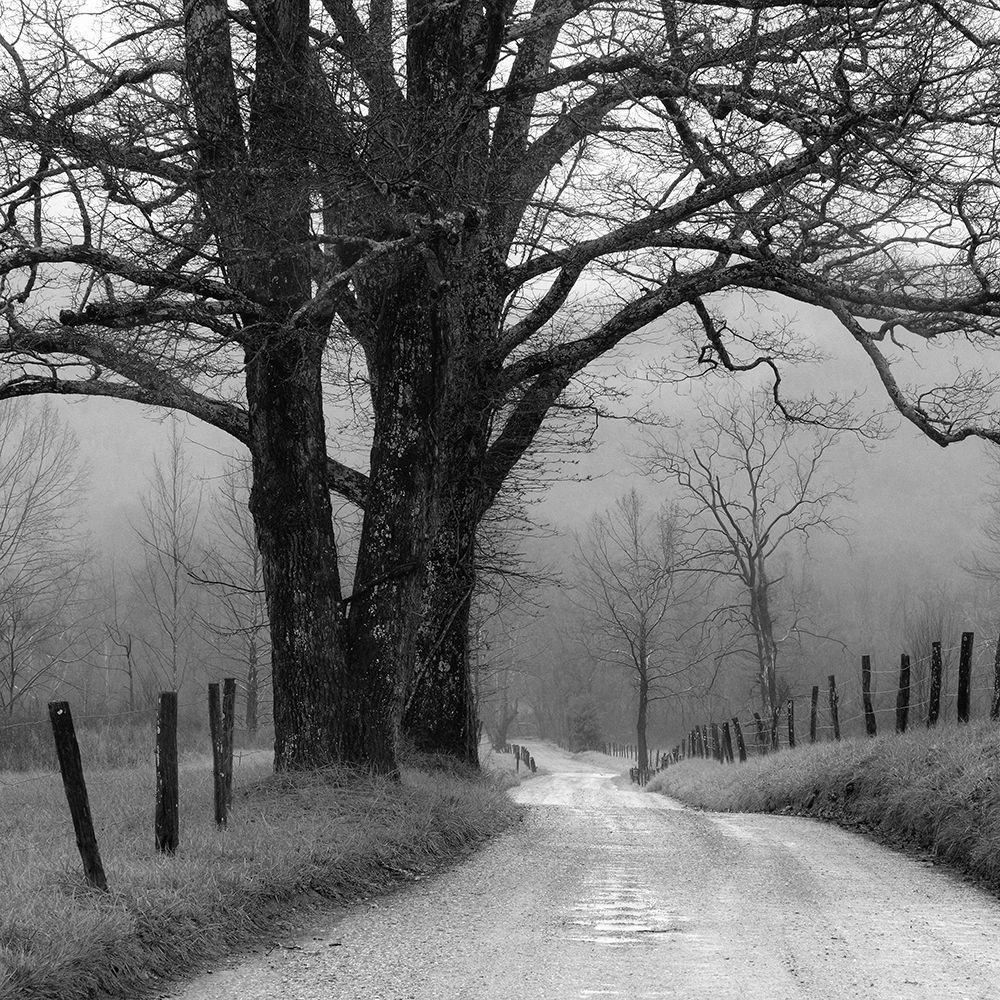 Sparks Lane art print by Nicholas Bell for $57.95 CAD