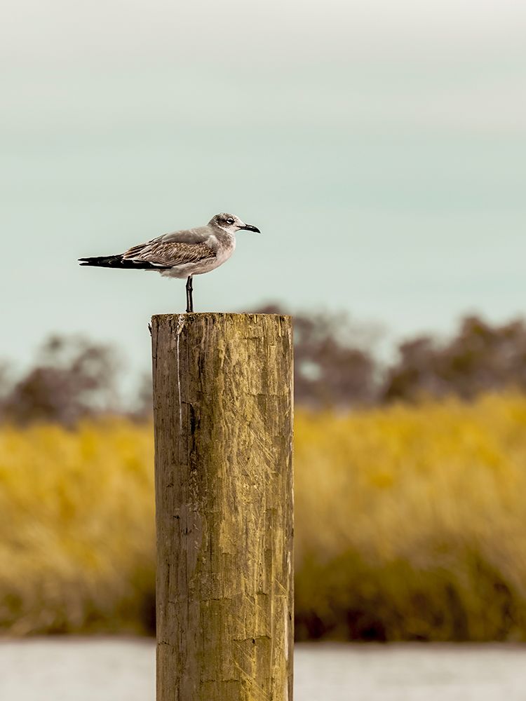 Gull On Piling ΓÇô St Augustine art print by Christy Berry for $57.95 CAD