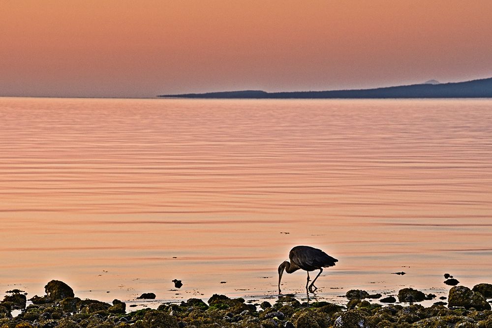 Morning Meal art print by Chuck Burdick for $57.95 CAD