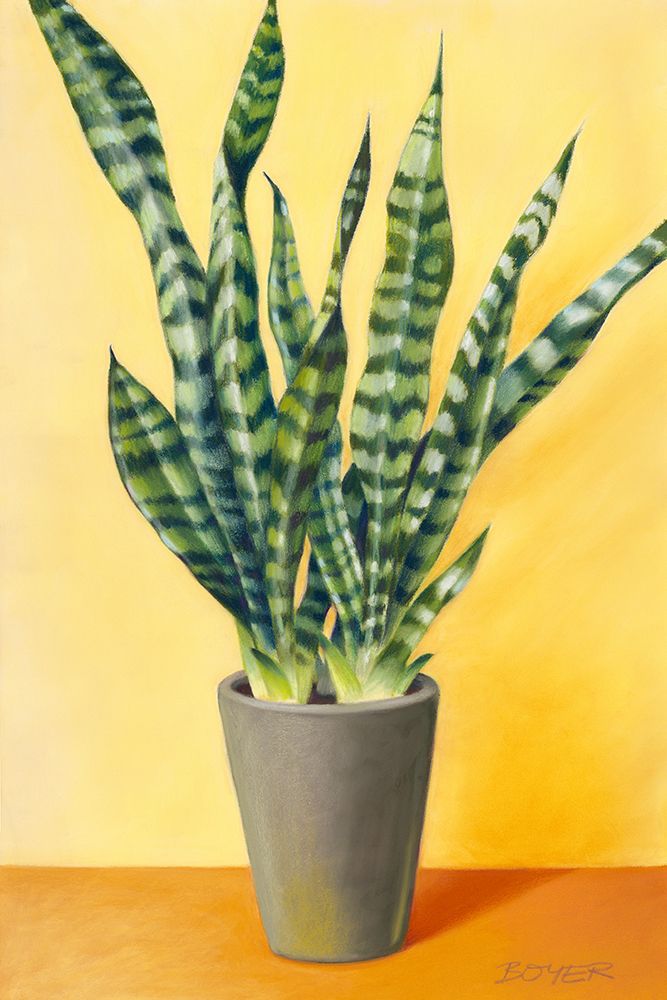 Sunny Sansevieria art print by Susy Boyer for $57.95 CAD