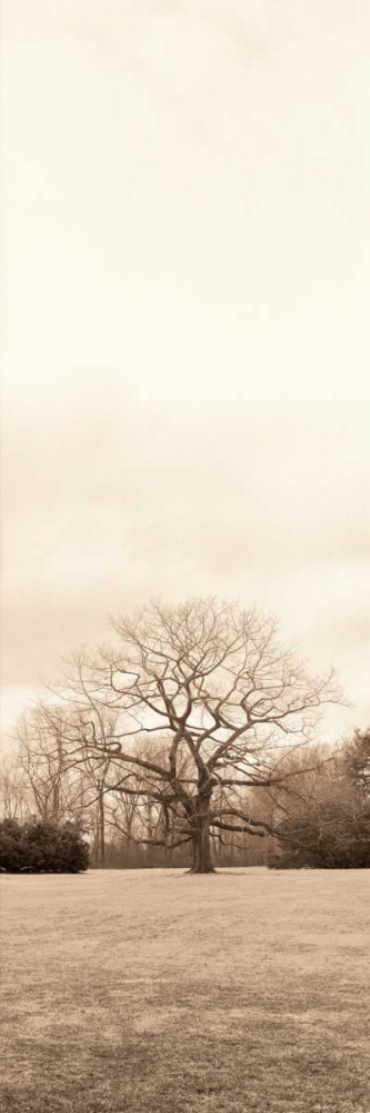Chestnut Tree art print by Alan Blaustein for $57.95 CAD