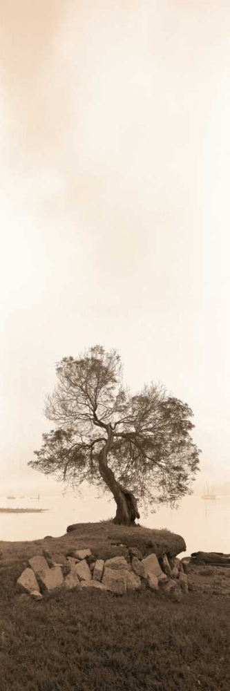 Coast Oak art print by Alan Blaustein for $57.95 CAD