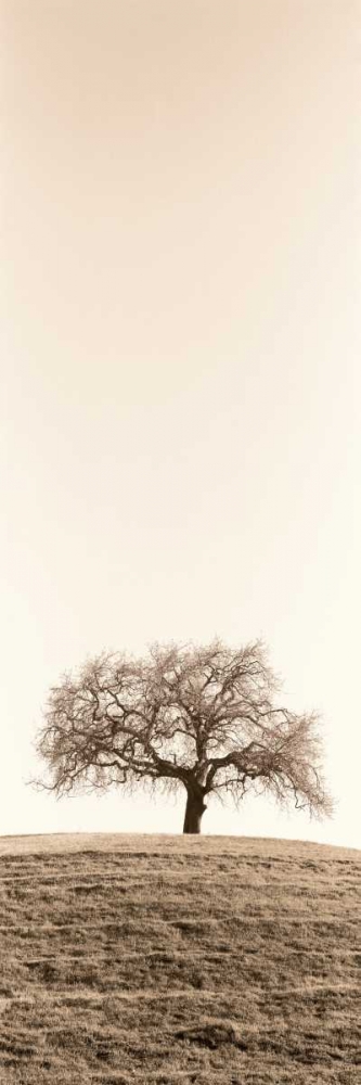 Lone Oak Tree art print by Alan Blaustein for $57.95 CAD