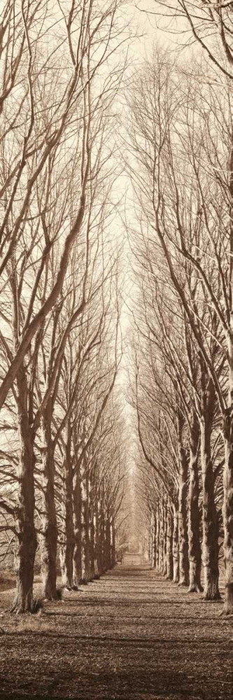 Poplar Trees art print by Alan Blaustein for $57.95 CAD