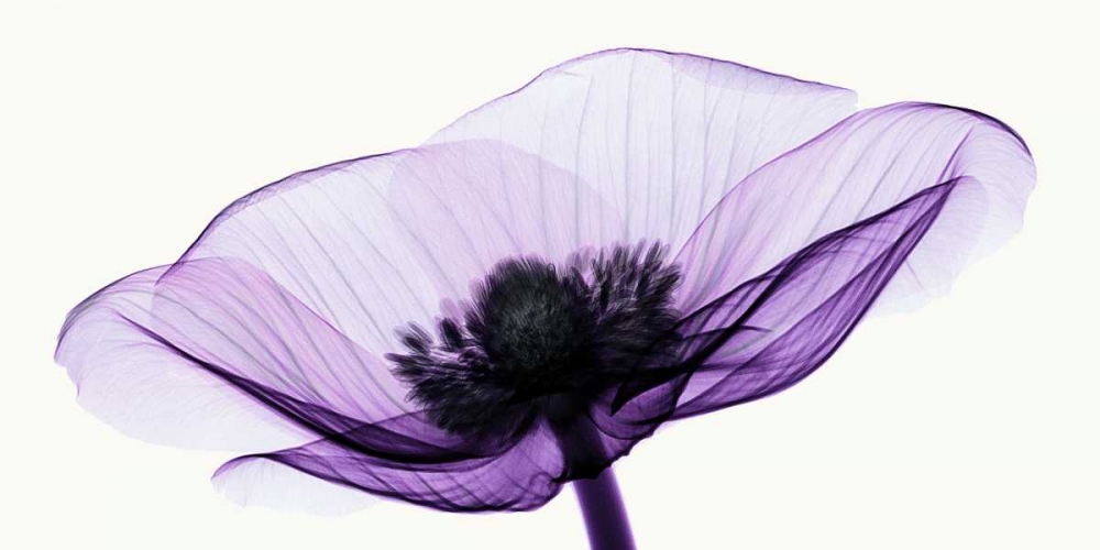 Anemone II art print by Robert Coop for $57.95 CAD