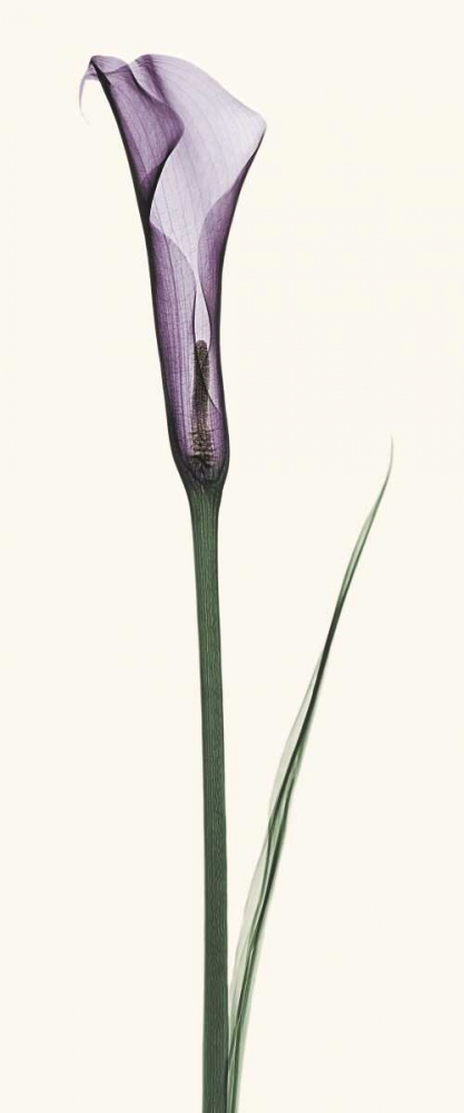 Calla Lily art print by Robert Coop for $57.95 CAD