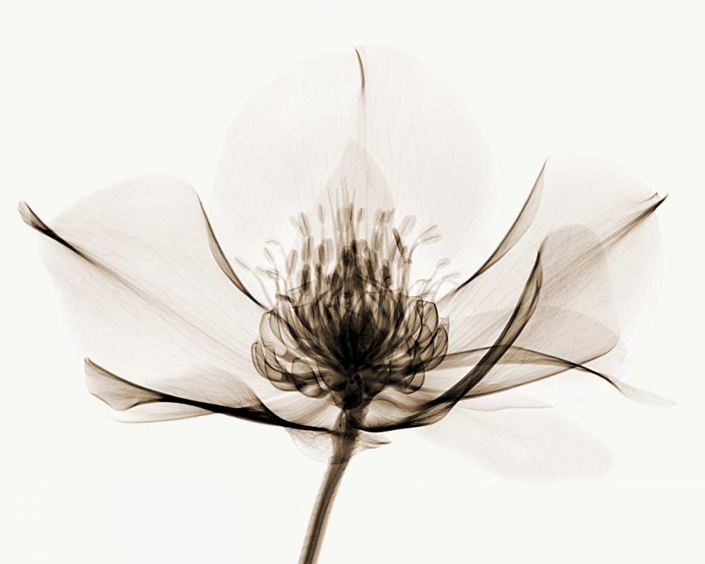 Hellebore I art print by Robert Coop for $57.95 CAD
