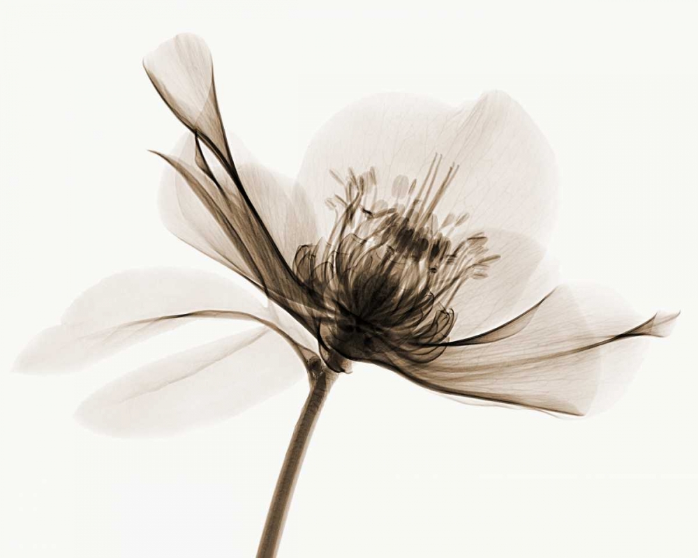 Hellebore II art print by Robert Coop for $57.95 CAD