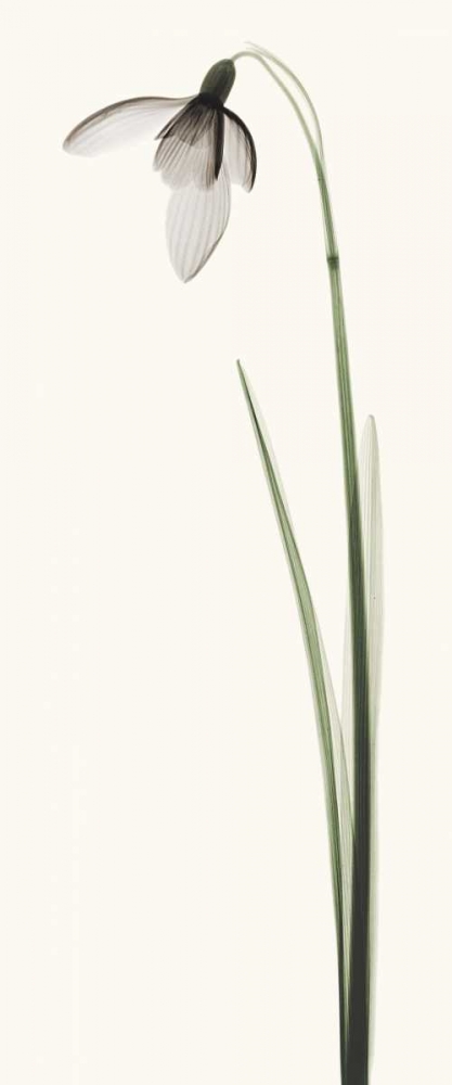 Snowdrop I art print by Robert Coop for $57.95 CAD