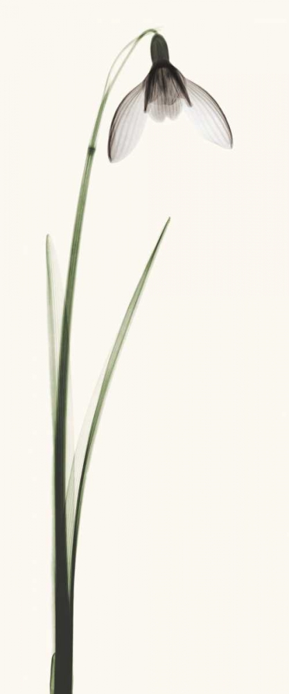 Snowdrop II art print by Robert Coop for $57.95 CAD