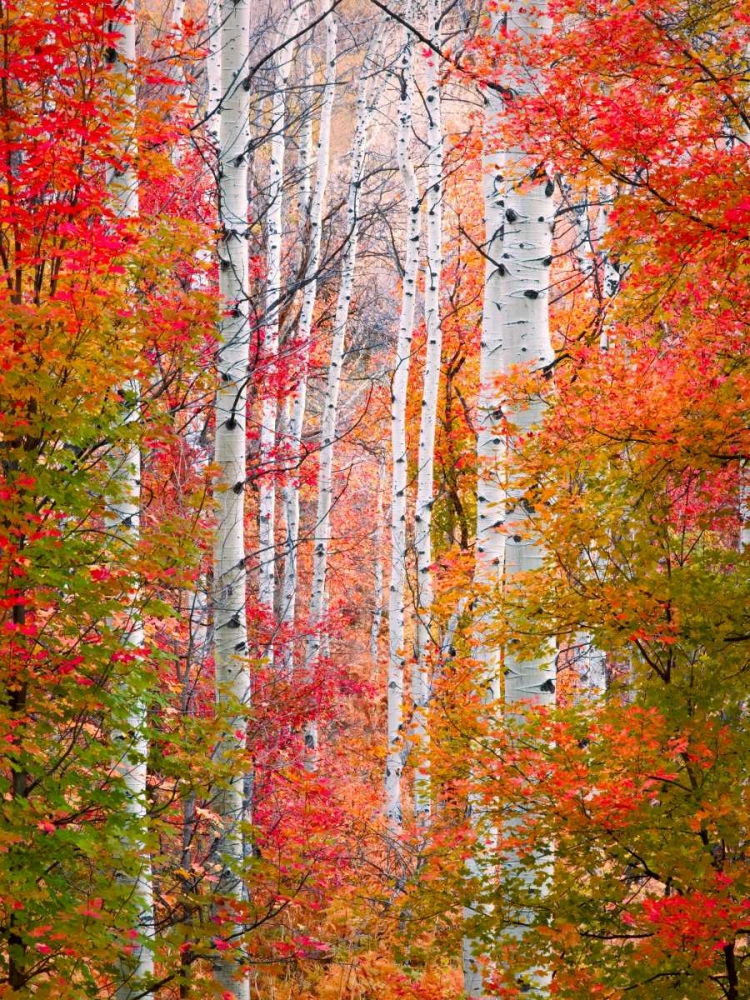Autumn Passage art print by Elizabeth Carmel for $57.95 CAD