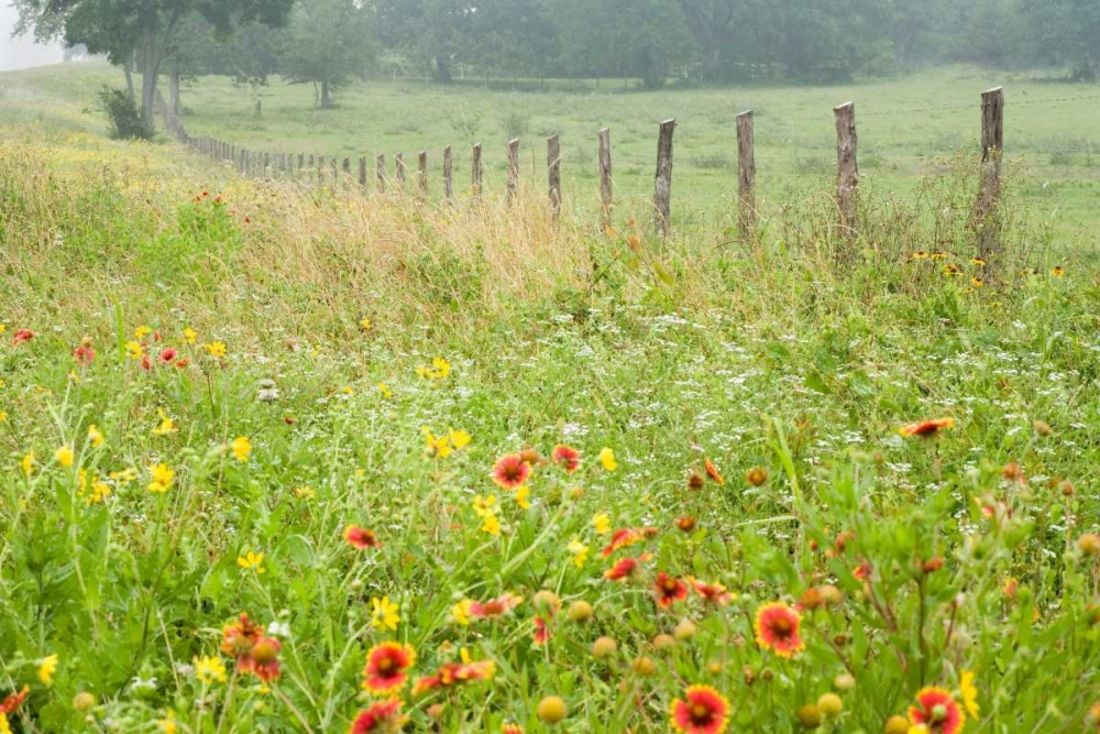 Flowers and Fence art print by Karin Connolly for $57.95 CAD