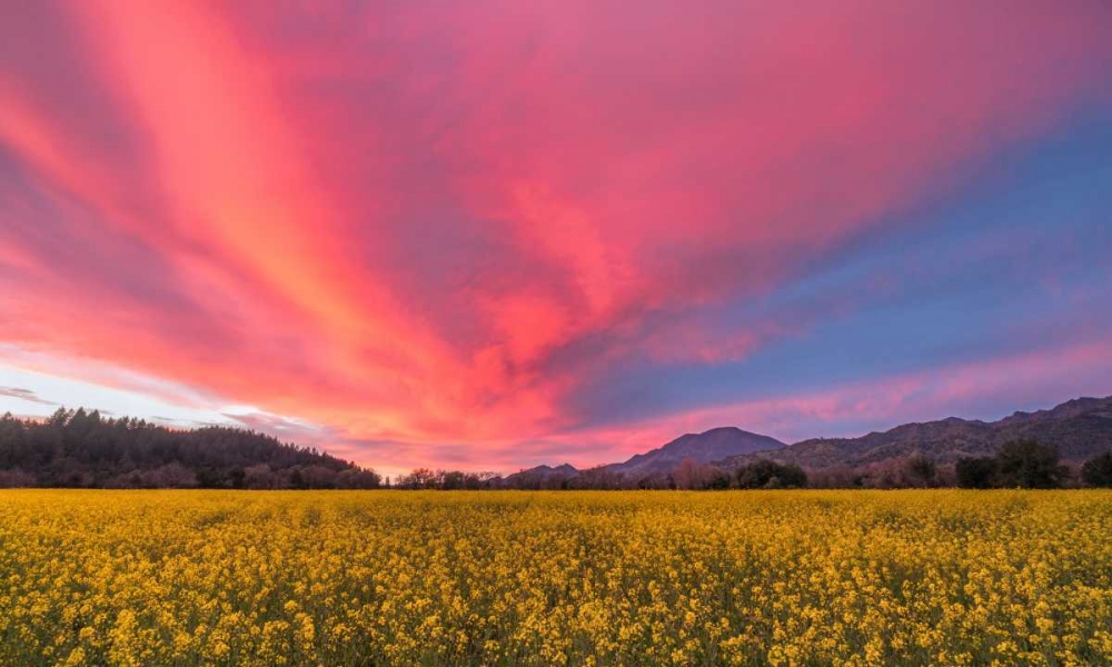 Spring Sunset Napa Valley art print by Elizabeth Carmel for $57.95 CAD