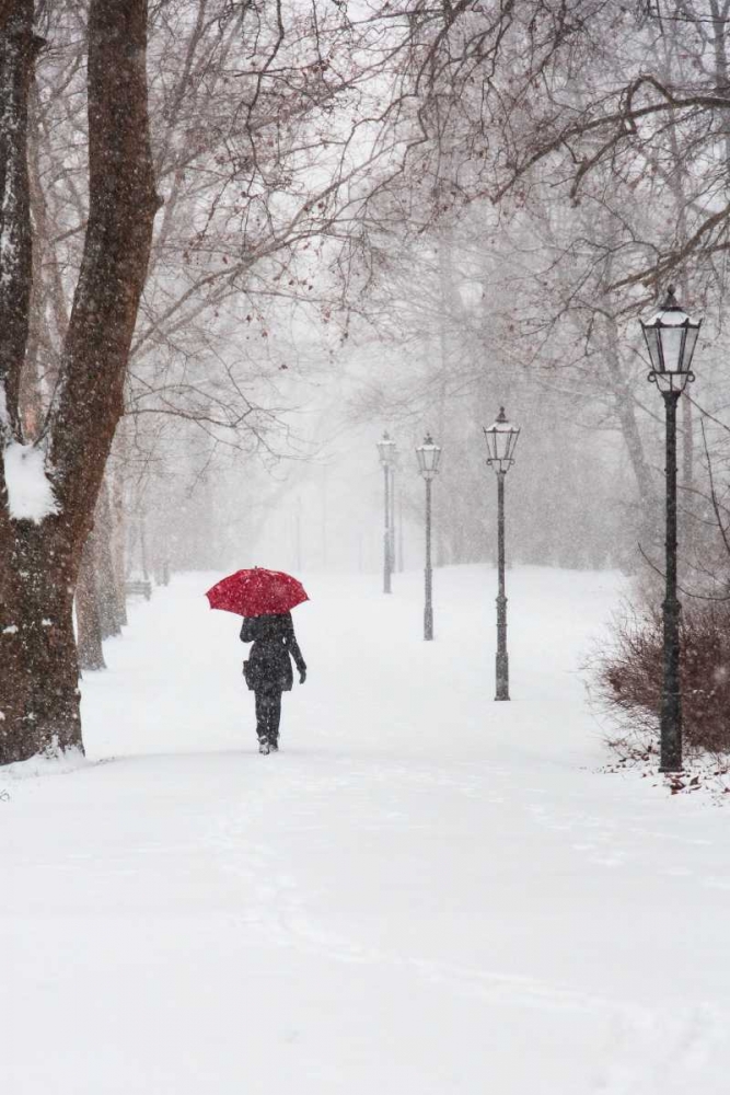 Winter Rose art print by Stefano Corso for $57.95 CAD