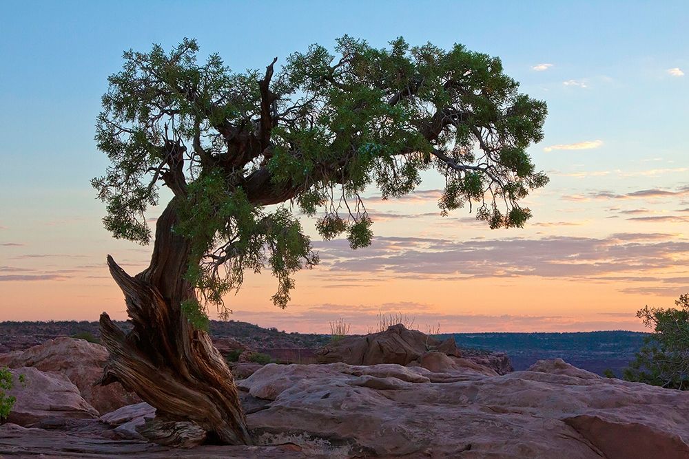 Ancient Tree art print by George Cannon for $57.95 CAD