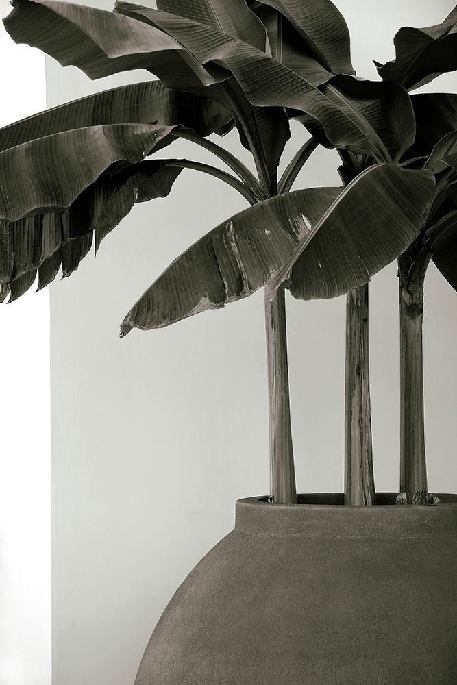 Banana Trees art print by George Cannon for $57.95 CAD