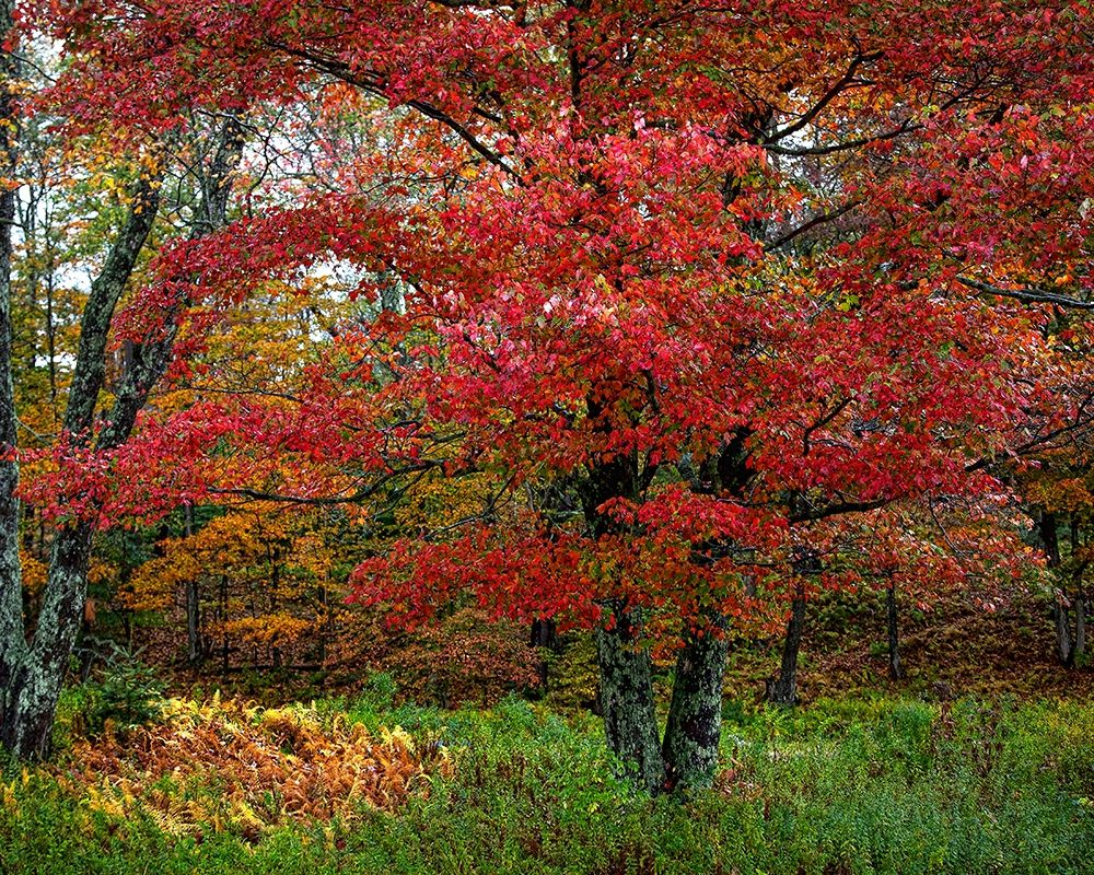Catskill Maple art print by George Cannon for $57.95 CAD